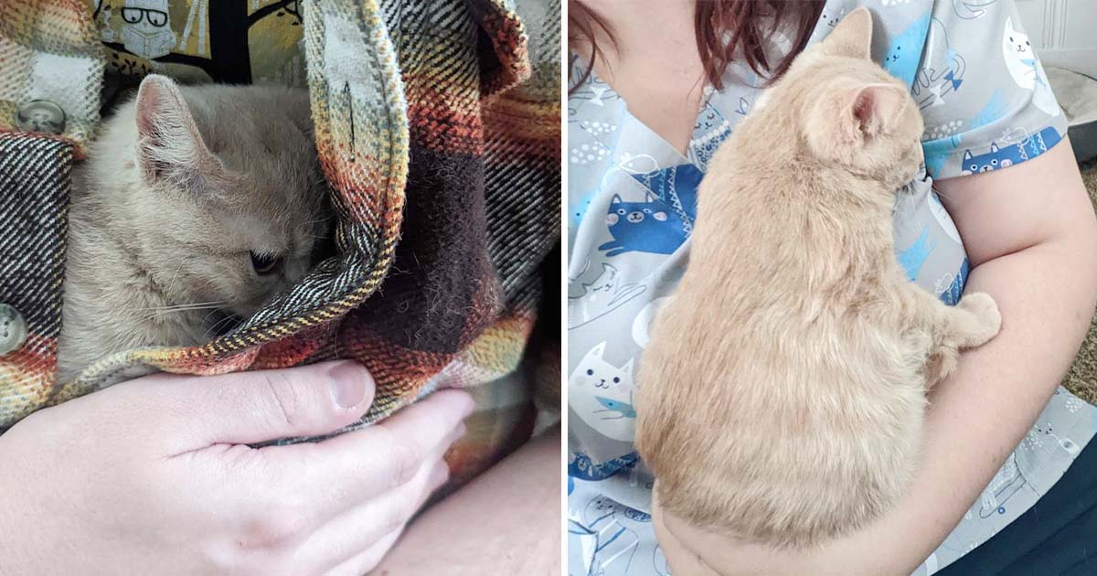 Gato rescatado muy asustadizo ahora le encanta estar acurrucado
