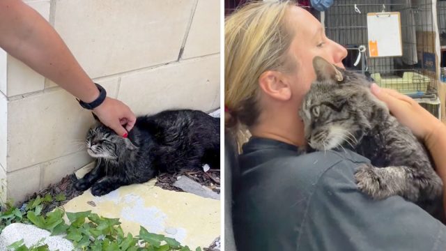 Gato sin hogar temeroso esta feliz que llegara ayudarlo