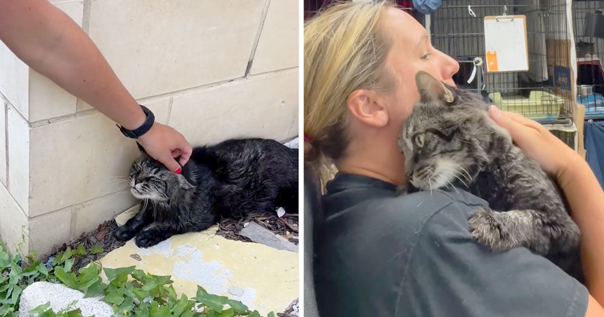 Gato sin hogar temeroso esta feliz que llegara ayudarlo