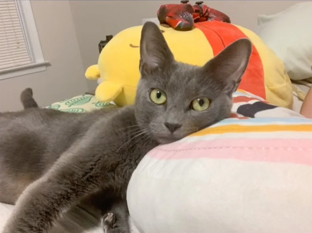 Gracie
