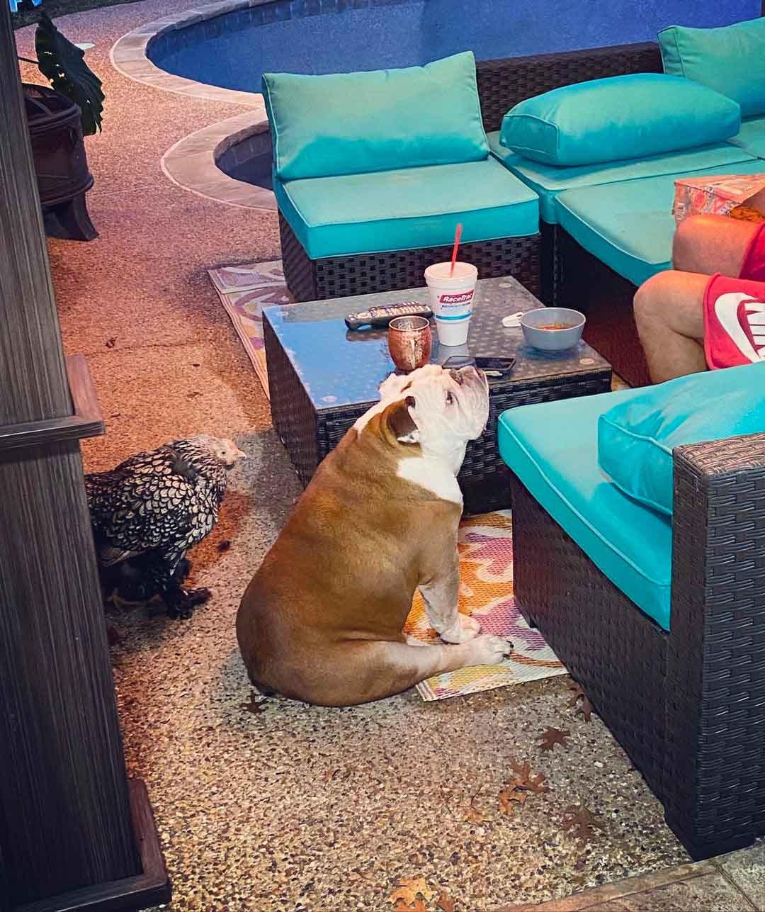 Gus y Lucky piden comida Gus y Lucky piden comida