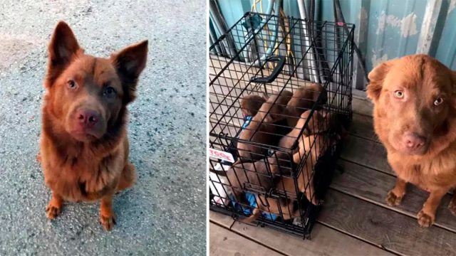Mujer encuentra a una perrita sin hogar y luego se da cuenta de que está escondiendo algo
