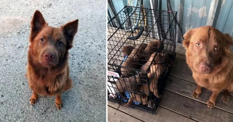 Mujer encuentra a una perrita sin hogar y luego se da cuenta de que está escondiendo algo