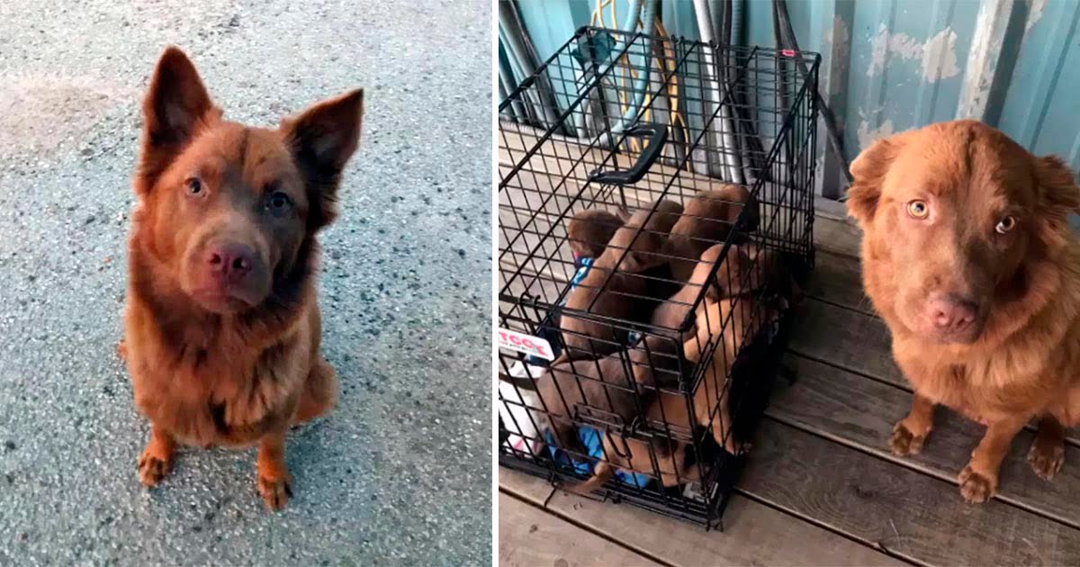Mujer encuentra a una perrita sin hogar y luego se da cuenta de que está escondiendo algo