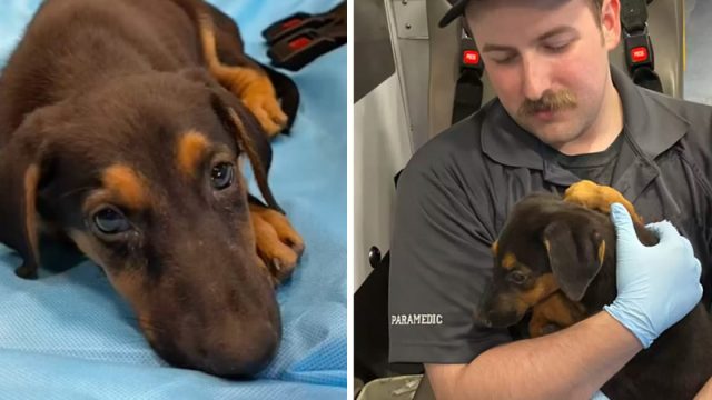 Paramédico adopta perrita conoció camino hospital