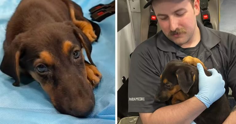 Paramédico adopta a una perrita desconsolada que conoció camino al hospital