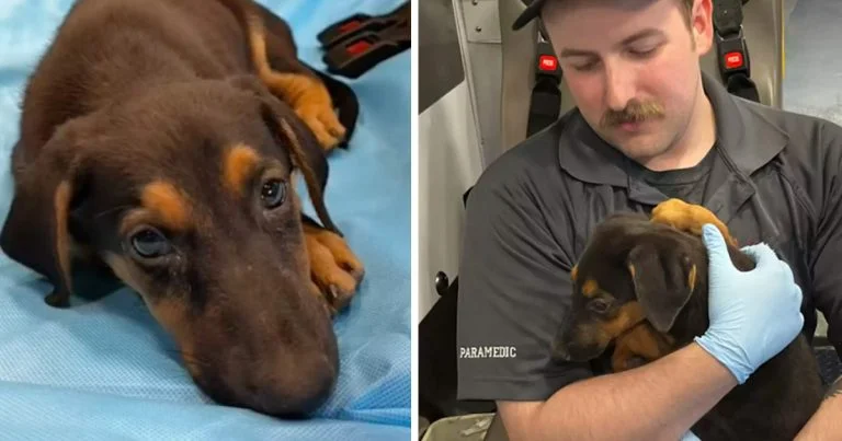 Paramédico adopta a una perrita desconsolada que conoció camino al hospital