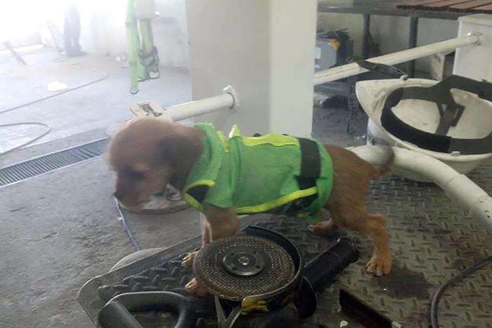 Pequeño perro y su chaleco