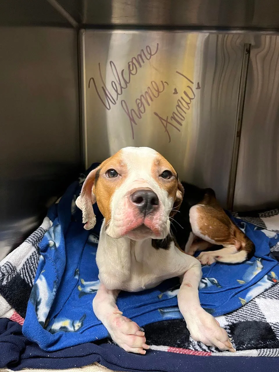 Perrita sin hogar que no podía levantarse, le agradece a su rescatista con un abrazo 2 Perrita es rescatada