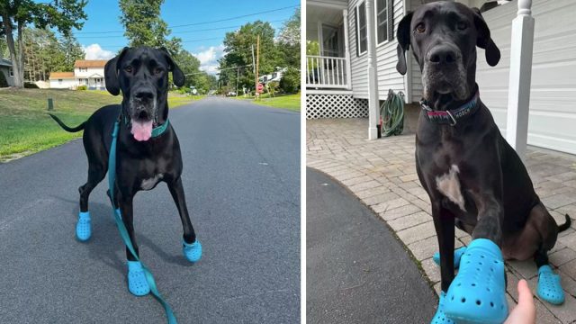 Perrita gigante no puede evitar emocionarse nuevas crocs