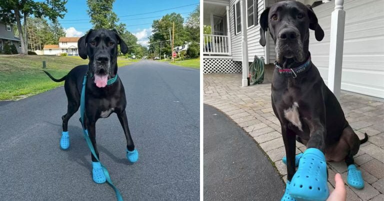 Perrita gigante que le gusta usar zapatos, no puede evitar emocionarse por sus nuevas ‘Crocs’