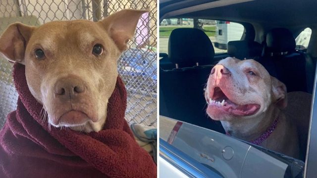 Perrita mayor refugio pide arropada cada noche