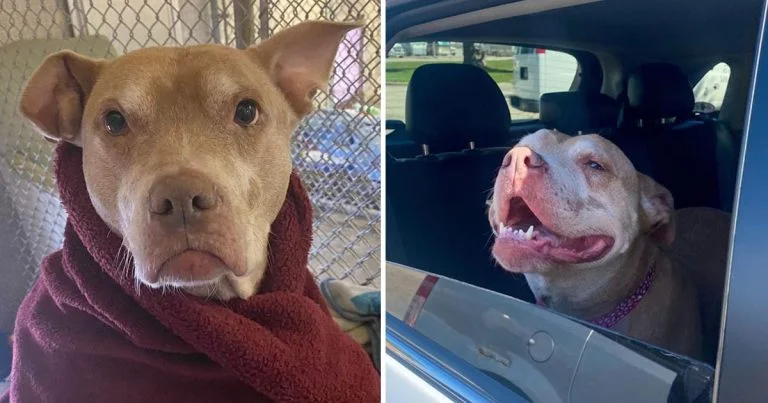 Perrita mayor refugio pide arropada cada noche