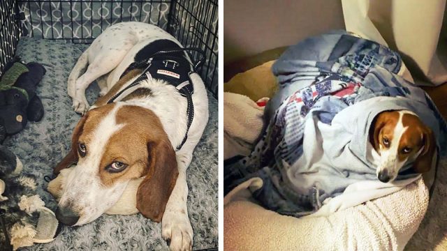 Perrita rescatada espera todas las noches junto a su cama a que papá la acueste