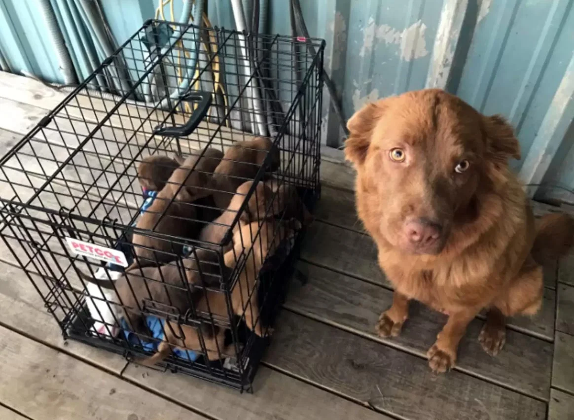 Mujer encuentra a una perrita sin hogar y luego se da cuenta de que está escondiendo algo 2 Perrita resscatada y sus bebés