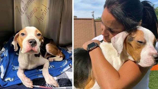 Perrita sin hogar que no podía levantarse, le agradece a su rescatista con un abrazo