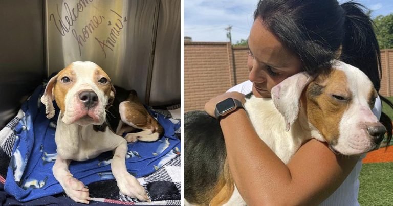 Perrita sin hogar que no podía levantarse, le agradece a su rescatista con un abrazo