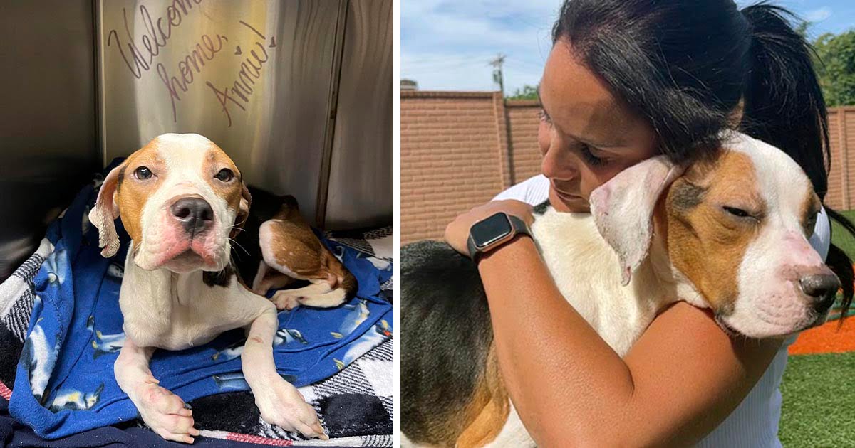 Perrita sin hogar que no podía levantarse, le agradece a su rescatista con un abrazo