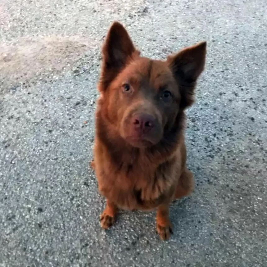 Mujer encuentra a una perrita sin hogar y luego se da cuenta de que está escondiendo algo 1 Perrita sin hogar