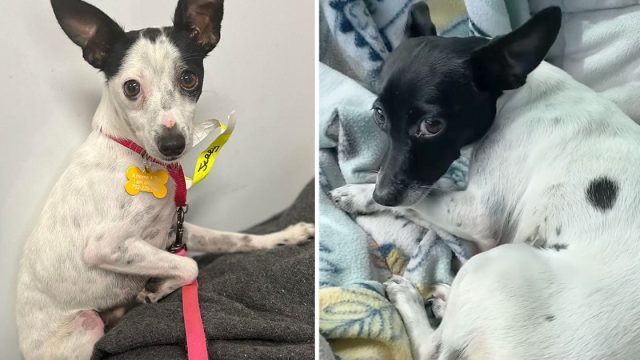 Perritos hermanos separados reunen gracias rescatistas