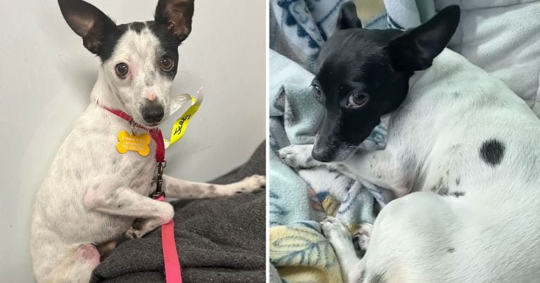 Perritos hermanos separados se reencuentran gracias a dos grupos de rescate