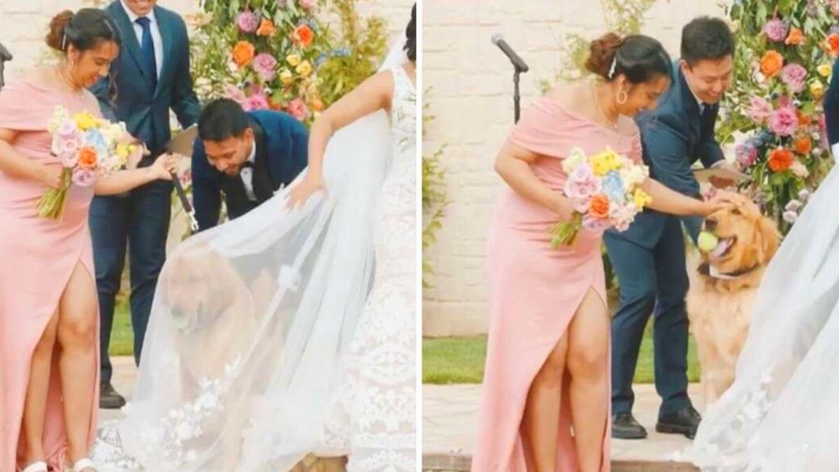 Perro portador anillos detiene boda por accidente