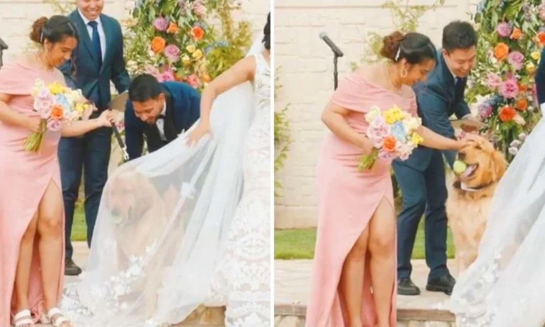 Perro portador de los anillos detiene por accidente la boda al perder la pelota en el velo de mamá