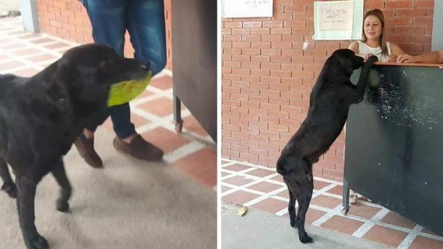 Perro usa hojas como dinero para comprar golosinas tienda