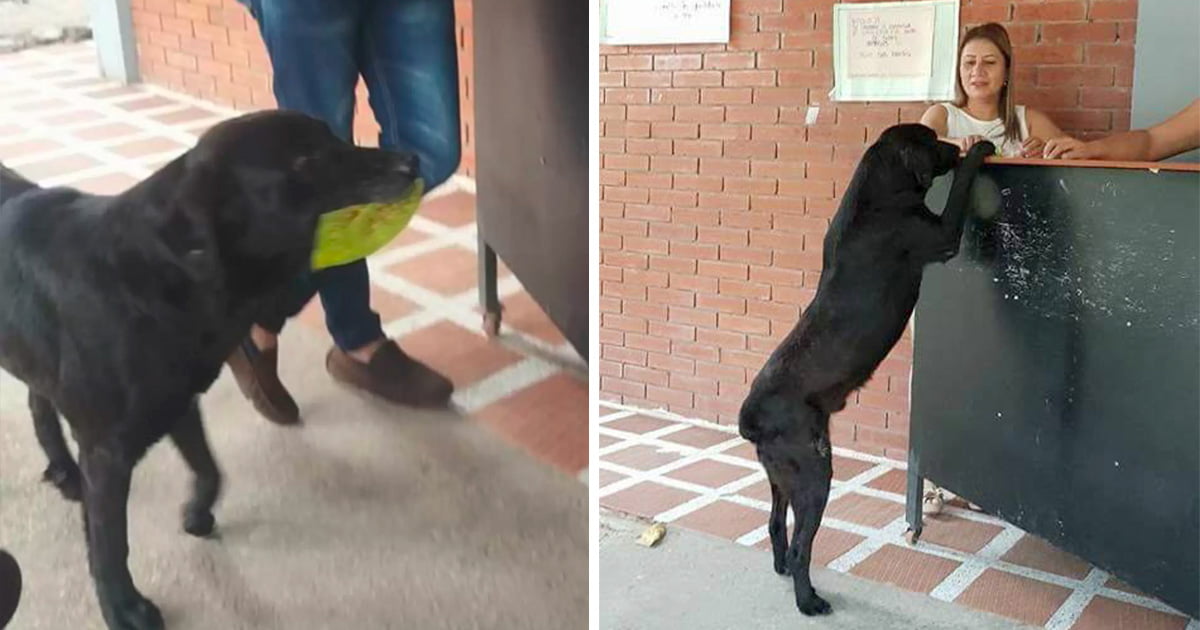 Perro usa hojas como dinero para comprar golosinas tienda