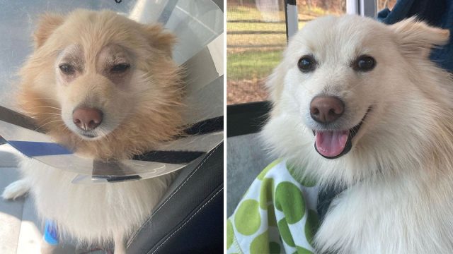 Reacción perrito ver claramente el mundo primera vez