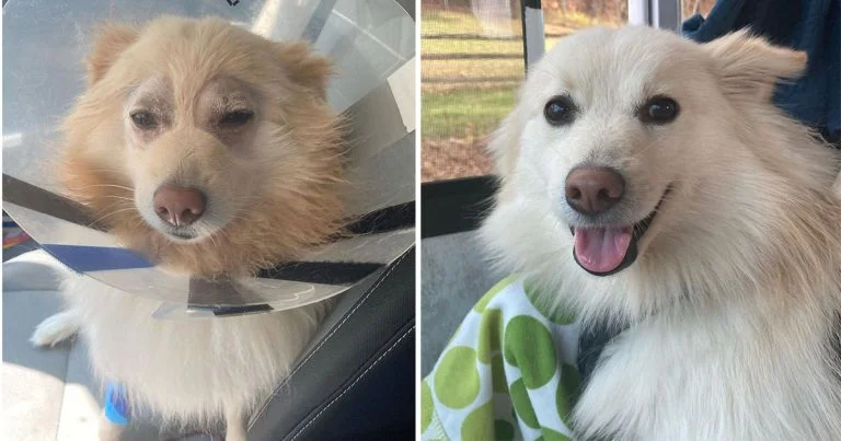 Reacción perrito ver claramente el mundo primera vez