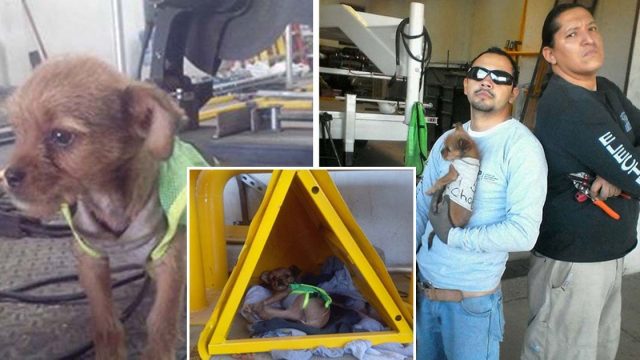 Trabajadores de un taller ayudan pequeño perro abandonado