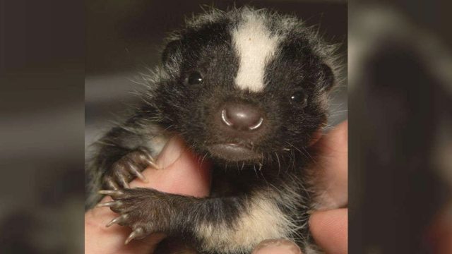 Adorable zorrillo bebé acurruca salvador