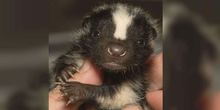 Adorable zorrillo bebé acurruca salvador