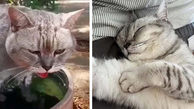 Gata abandonada estaba sedienta y cansada, pero alguien de buen corazón la rescató