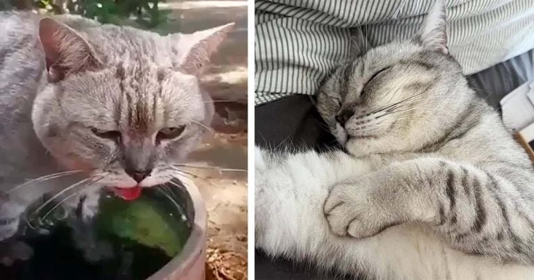 Gata abandonada estaba sedienta y cansada, pero alguien de buen corazón la rescató