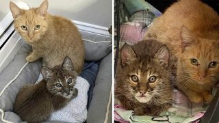 Gata ayuda a cuidar a un "gatito" que se ve diferente a los demás