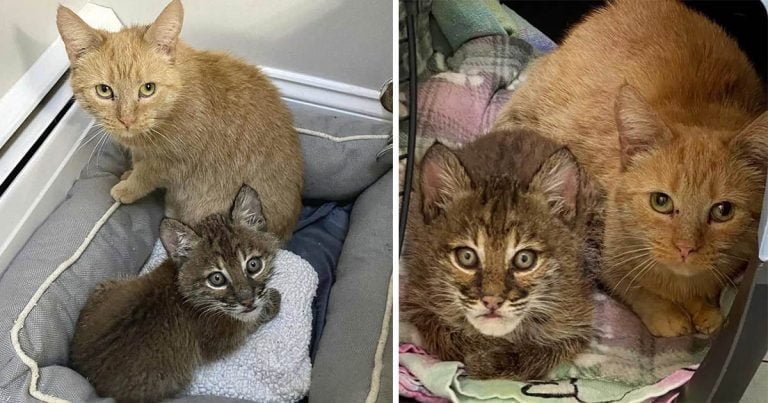 Gata ayuda a cuidar a un «gatito» que se ve diferente a los demás