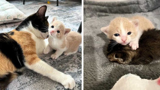 Gata y su único gatito aceptan a otro gatito y le dan una mejor vida