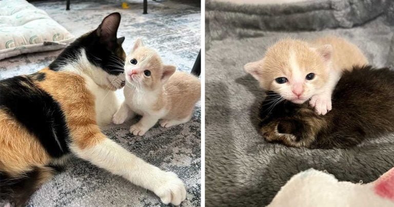 Gata y su único bebé aceptan a otro felino y le dan una mejor vida