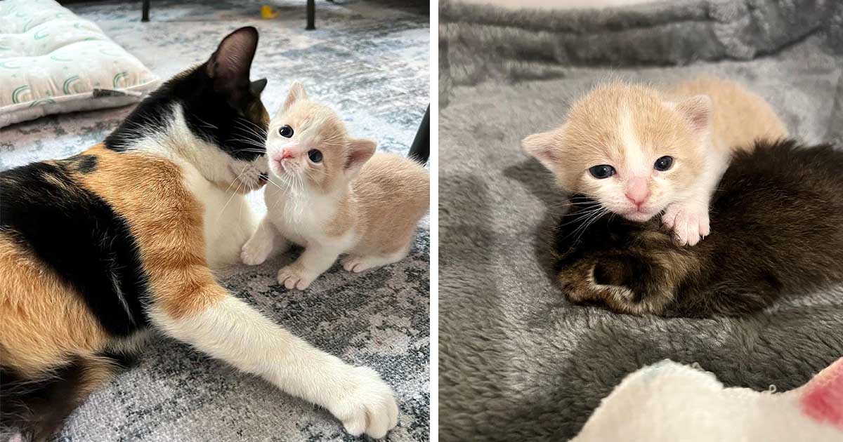 Gata y su único gatito aceptan a otro gatito y le dan una mejor vida