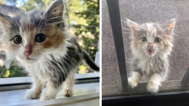 Gatita aparece en la ventana de una mujer y decide quedarse hasta ser adoptada
