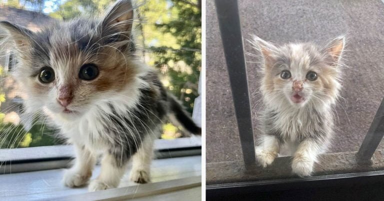 Gatita aparece en la ventana de una mujer y decide quedarse hasta ser adoptada