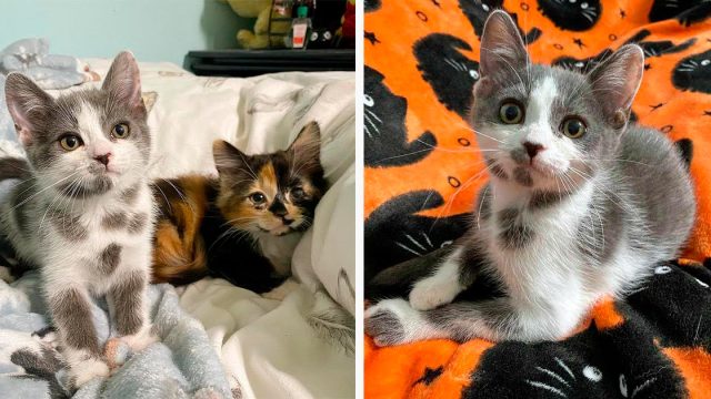 Gatita con las manchas más adorables supera todos los obstáculos y tiene una segunda oportunidad