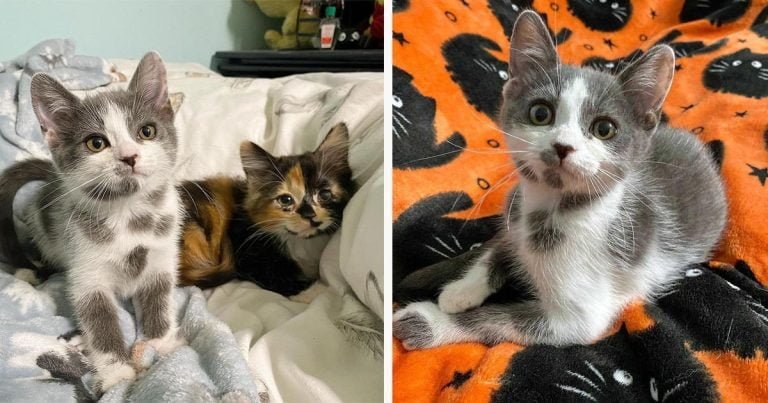 Gatita con las manchas más adorables supera todos los obstáculos y tiene una segunda oportunidad