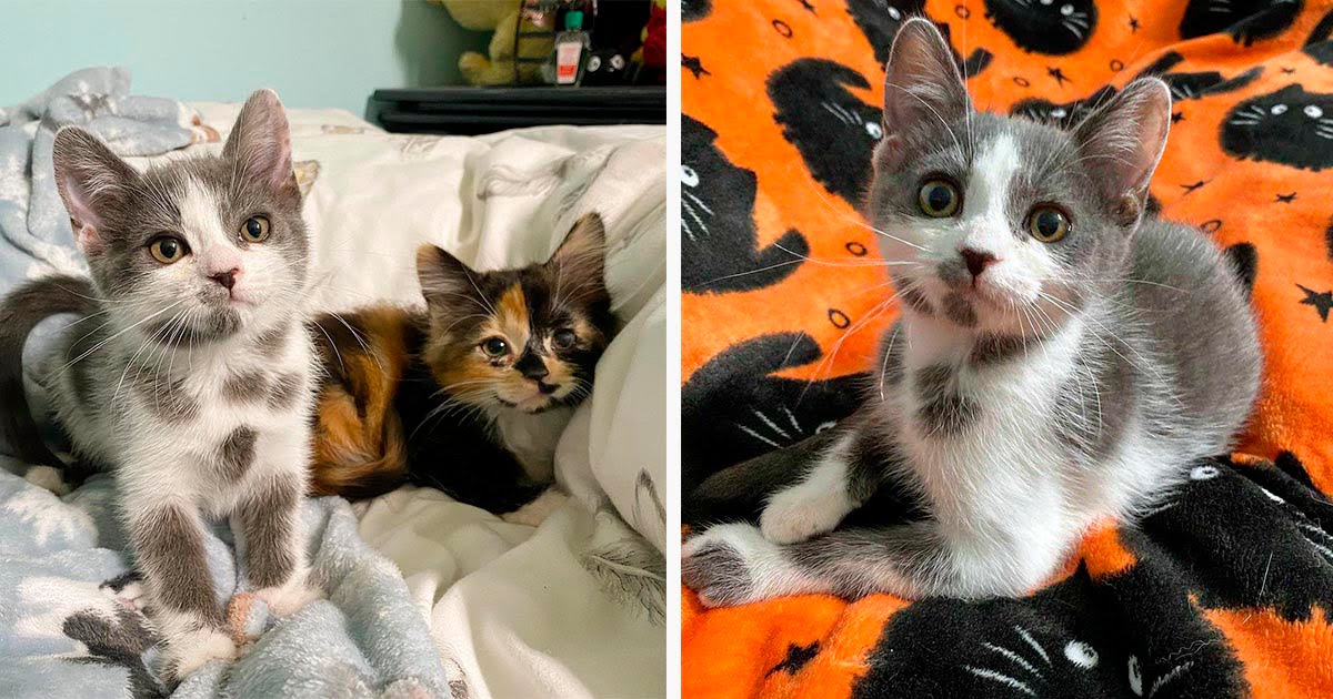 Gatita con las manchas más adorables supera todos los obstáculos y tiene una segunda oportunidad
