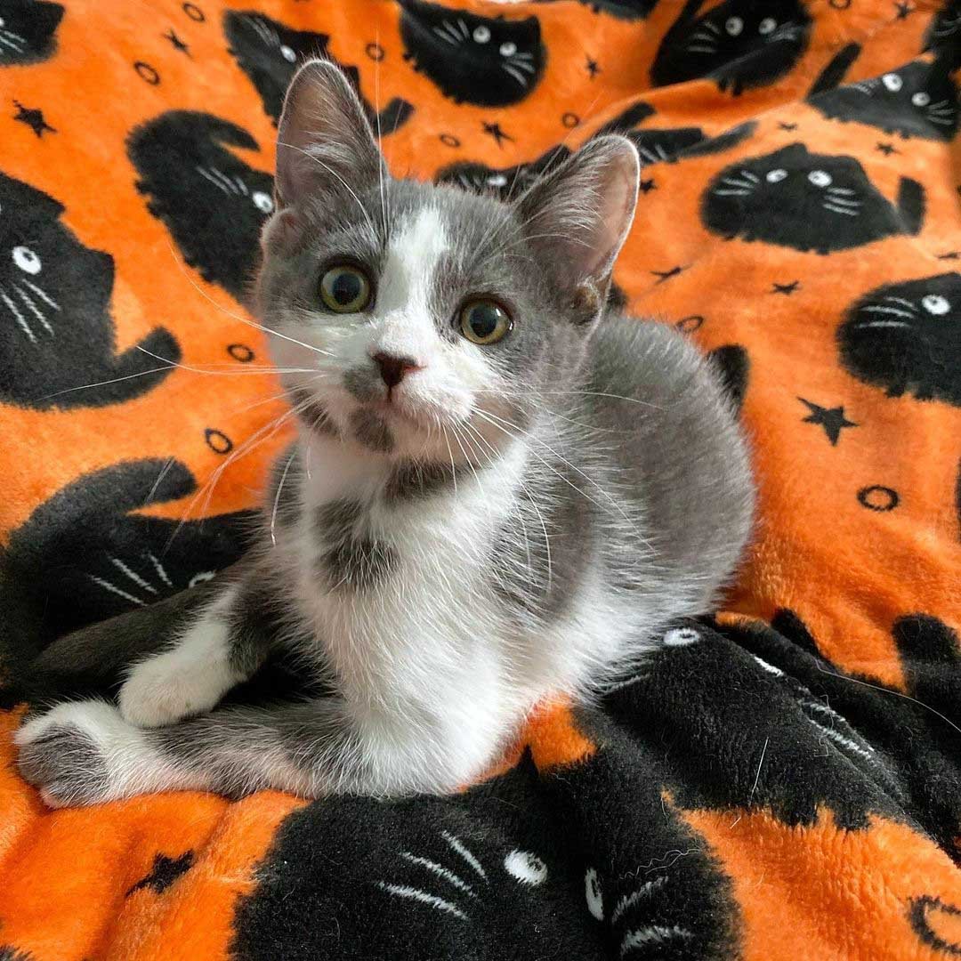 Gatita con las manchas más adorables supera todos los obstáculos y tiene una segunda oportunidad 3 Gatita con las manchas más adorables