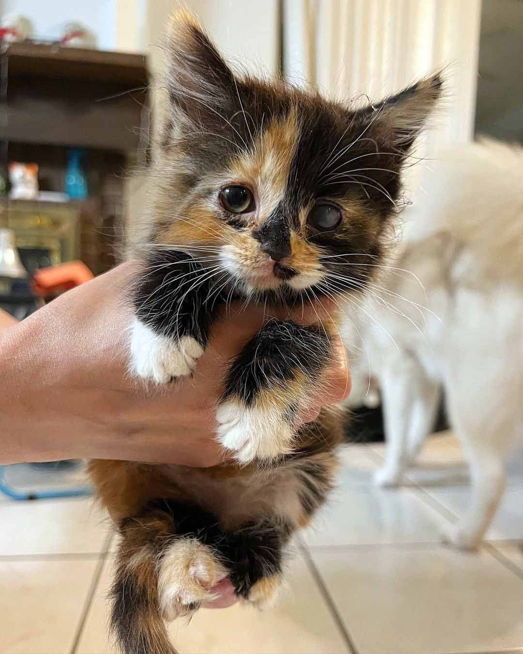 Gatita con las manchas más adorables supera todos los obstáculos y tiene una segunda oportunidad 4 Gatita rescatada