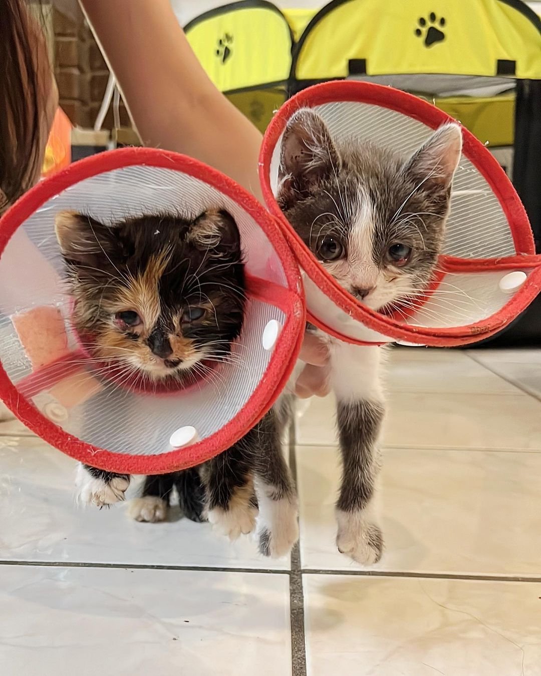 Gatita con las manchas más adorables supera todos los obstáculos y tiene una segunda oportunidad 1 Gatitas rescatadas