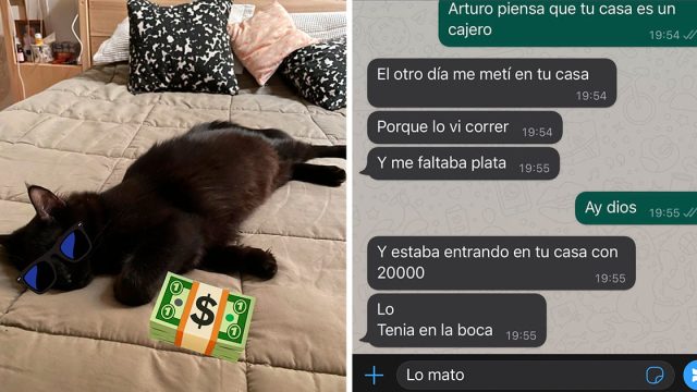 Gato entra casa vecino llevarse dinero